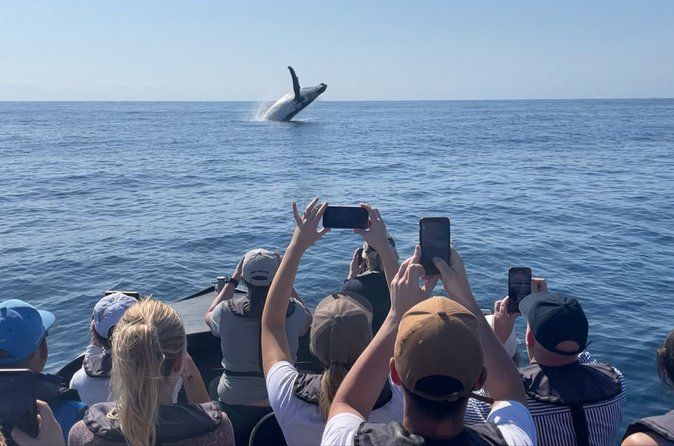 Noosa Ocean Adventures: Whale Watch