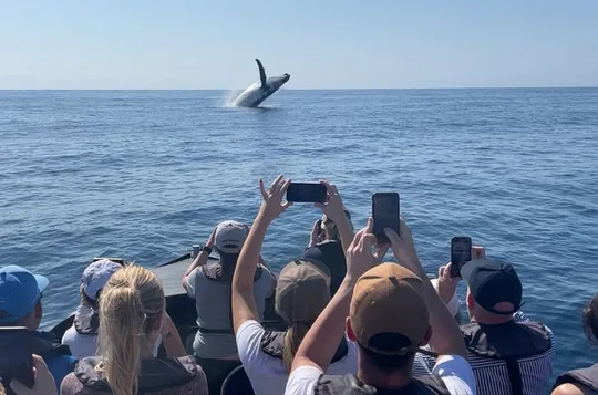 Noosa Ocean Adventures: Whale Watch