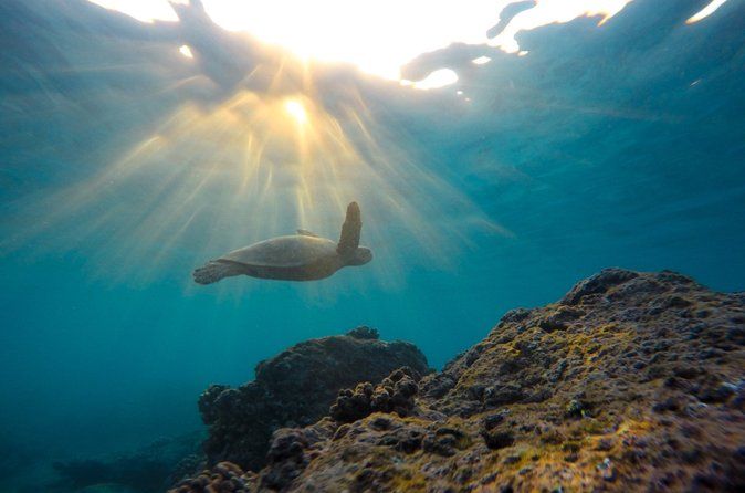 Ocean Safari Snorkel Adventure