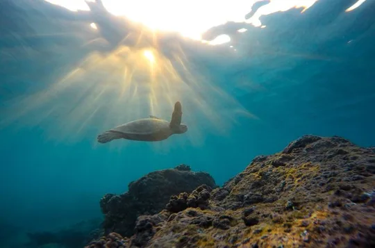 Ocean Safari Snorkel Adventure