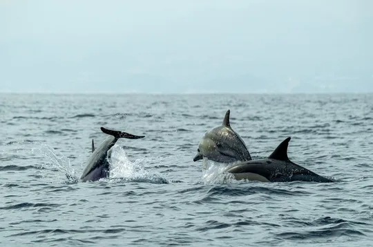 2.5 Hours Sunset Boat Tour in Search of Dolphins