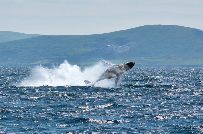 Wildlife Tour