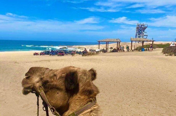 Cabo San Lucas Side by Side and Camel Riding Adventure