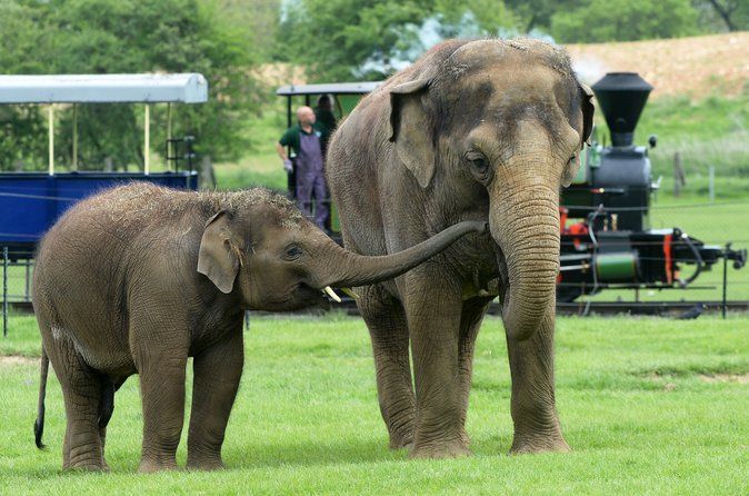 Whipsnade Zoo Entry Ticket