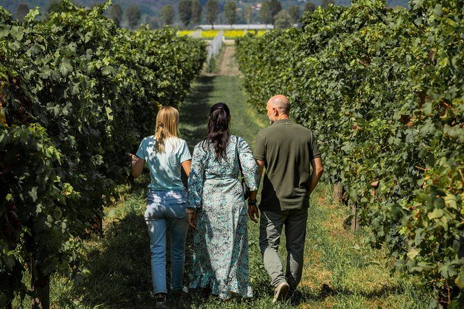 From Abano and Montegrotto: Oil and Wine Tour of the Euganean Hills