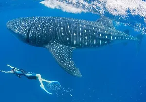 Whaleshark Snorkeling Adventure