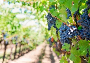 Tenerife Gastronomy Tour with Two Winery Visits and 4-Course Lunch