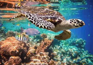 Akumal Turtles, Snorkel Tour from Cancun or Riviera Maya