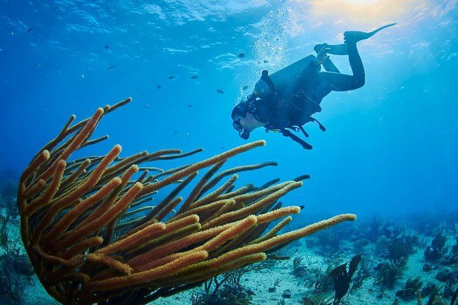 Reef diving in Playa del Carmen