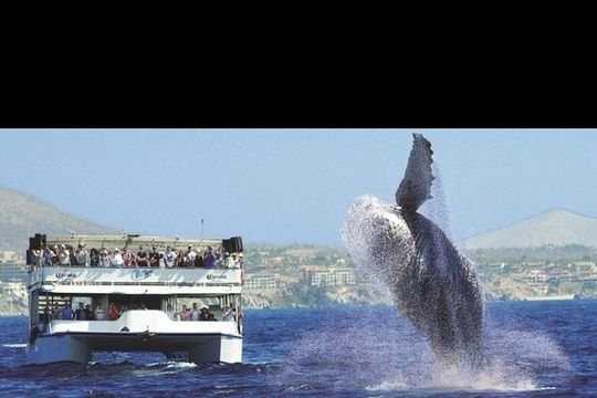 Whale Watching Sunset Tour