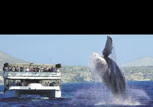 Whale Watching Sunset Tour