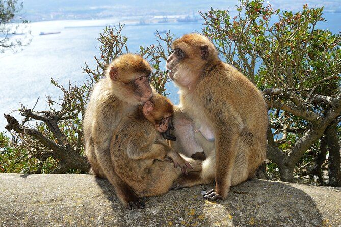 Gibraltar Day Trip from Costa del Sol with Rock Tour Included