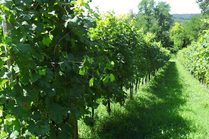 Luxury Private Prosecco Hills Wine Experience