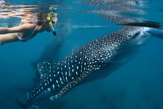 Whale Shark Encounter Experience in Cancun (Snack Lunch included)