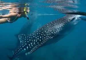 Whale Shark Encounter Experience in Cancun (Snack Lunch included)