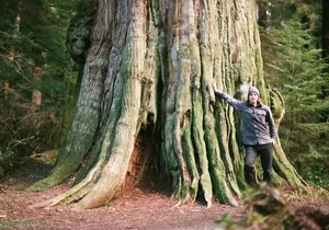 Ancient Trees of Vancouver Walking Tour