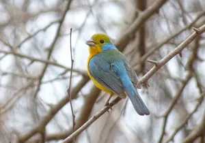 SIerra Madre Highland bird and Tuito