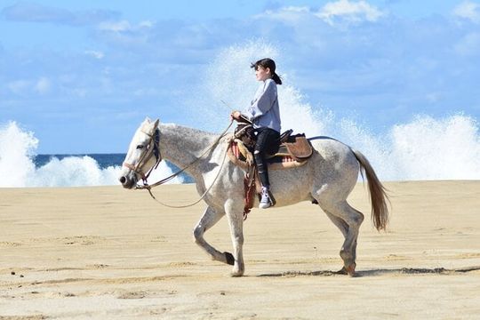 Combo Double Utv + Horses