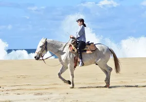 Combo Double Utv + Horses