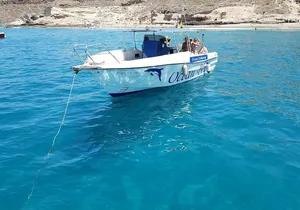 3-hour excursion to Puerto Colón Adeje to see whales