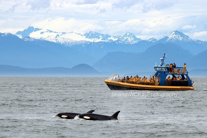 Vancouver Whale Watch Zodiac Tour with Guide