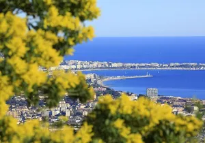 discovering the mimosa trees hills-private tour