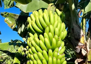 Eco banana farm Tour