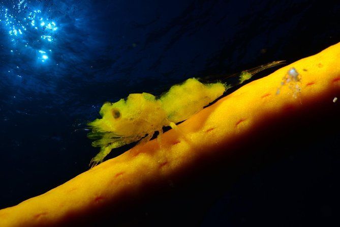 NIGHT DIVING - Dive into the darkness and be moved by its serenity!