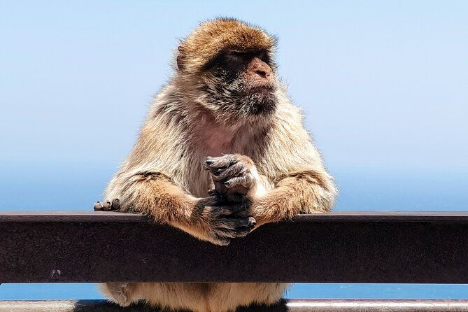 Premium private trip to Gibraltar from Seville (multiple options)