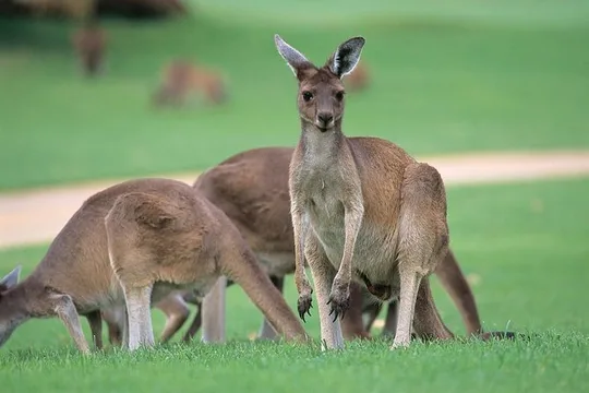 Full-Day Perth, Fremantle, Swan Valley & Wildlife Park