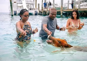 Swimming Pigs Of Rose Island & Beach Day - Group Tour
