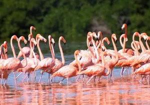 Pink Lake Lagoon and Rio Lagartos Tour from Cancun