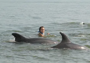 Watch and Swim with Dolphins in the Wild