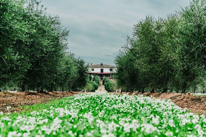 Oil tourism with the 5 senses