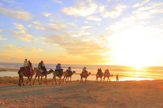 Camel Ride Tour in Los Cabos