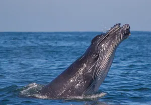 Whale Encounter Puerto Vallarta