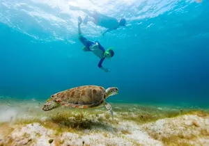 Snorkel + Turtle Encounter, Private Tour! Round Transporation