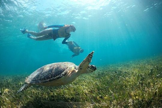 Cancun Combo Adventure: 4 Reef Snorkeling Stops & Parasailing