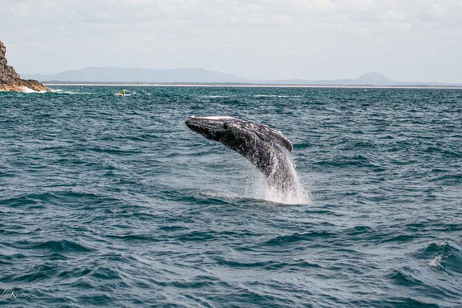 AAA NOOSA Whale watching experience in Noosa Whalesongsnoosa