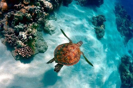 Magic Tour Island Contoy from Cancun & Riviera Maya