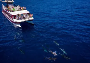 Royal Delfin - 2Hour Sustainable Dolphin & Whale Watching Mini Cruise