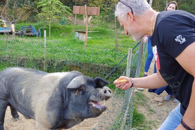 Montepulciano: Cinta Senese Farm Tour, Food Tasting & wine
