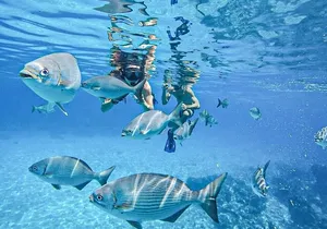 Cozumel El Cielo and 2 Reefs Snorkel with Round Transportation