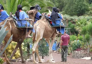Camel Riding Tour at El Tanque, Tenerife