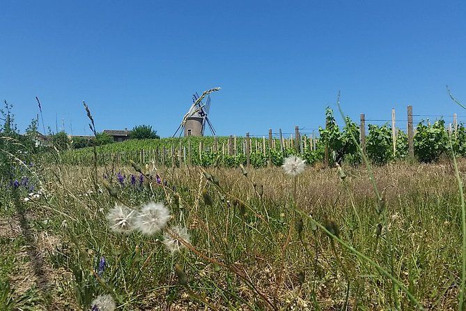 Beaujolais Region Wine Tasting Private Day Tour from Lyon
