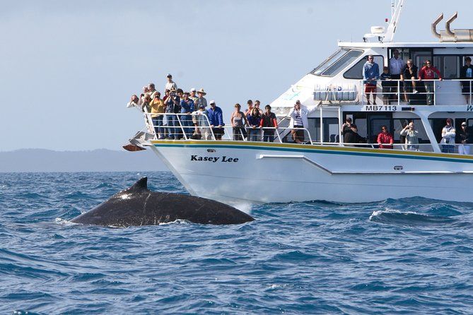 Phillip Island Whale Watching Tour