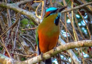Private Tour: Birdwatching from Cancun