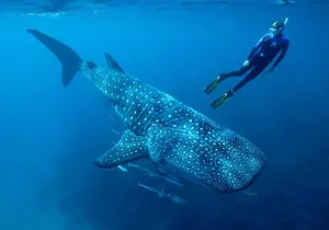 Swimming Expedition Whale Shark Departures from Cancun