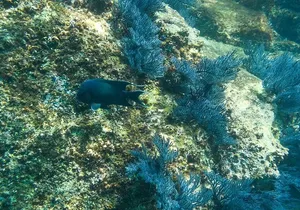 Private Los Cabos snorkeling tour to Chileno bay and Santa Maria cove