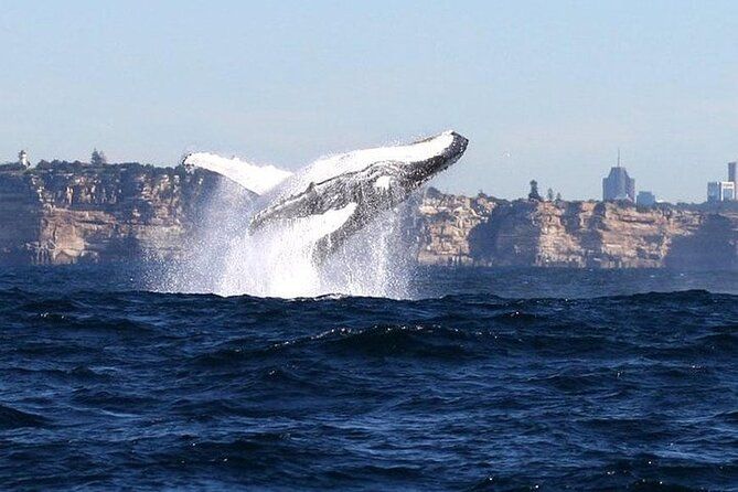 Whale Watching & Taronga Zoo Cruise Package - Sydney Harbour